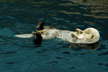 sea otter swimming in the water