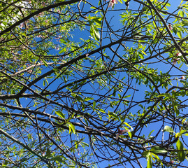 blooming peach tree on a background of blue sky. little green leaves and flowers on a peach tree in spring.