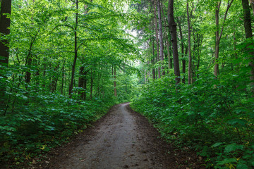 Green spring wet forest with paths and streams