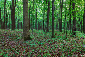 Green spring wet forest with paths and streams