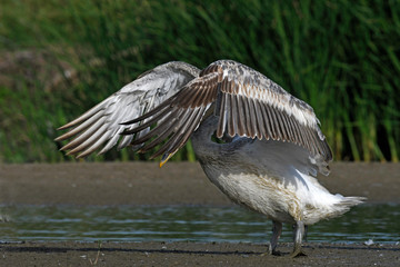 Dalmatian pelican / Krauskopfpelikan (Pelecanus crispus) - Greece / Griechenland