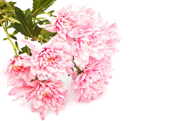 Fototapeta premium Chrysanthemum flowers isolated on a white background