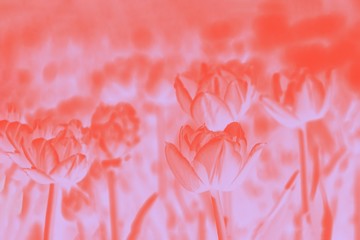 Orange and pink abstract floral background,tulips flowers pattern