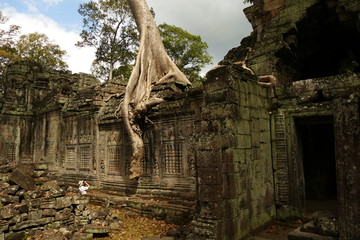 Naklejka premium Ta prohm temple angkor in cambodia with a huge tree on the top which look wonderful 