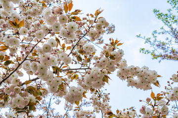 Beautiful white cherry blossoms blooming in spring