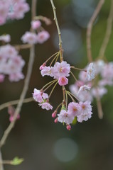 しだれ桜