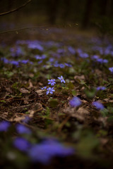 snowdrops gepatica in the forest,spring background