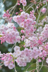 Fototapeta premium しだれ桜