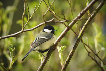 Great Tit perched on Branch of a Rose Bush