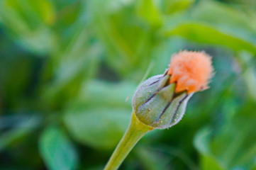 poppy seed head