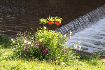 Blühende Blumen am Fluß im Frühling - 337263630