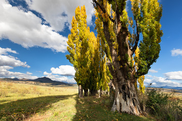 A stand of autumn colour poplar trees in a meadow with short gras