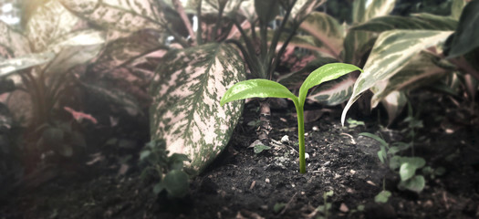Young plant growing.  concept of earth conservation and global warming