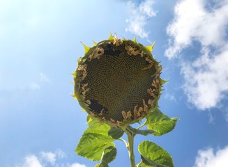 huge sunflower in full bloom infront of the blue sky. From such sunflower squeeze sunflower oil have made. Large sunflower with ripe black seeds. - Powered by Adobe