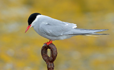 Arctic Tern stood on a metal post