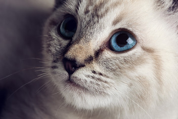 Naklejka na ściany i meble Close-up portrait of a beautiful striped grey kitten and blue eyes