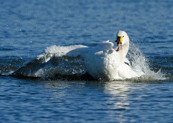Bewick Swan having a bath 