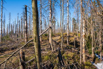 Old ruined forest on mountain top, Czech and slovakia border Velky Polom