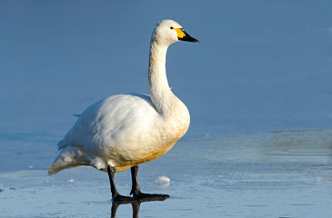 Bewick Swan standing on a frozen lake