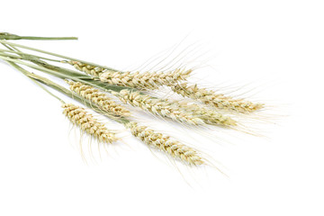 Wheat ears isolated on a white background