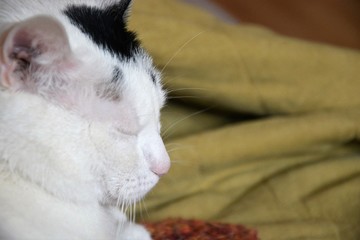 Śpiący kot z zamkniętymi oczami na kanapie. - obrazy, fototapety, plakaty