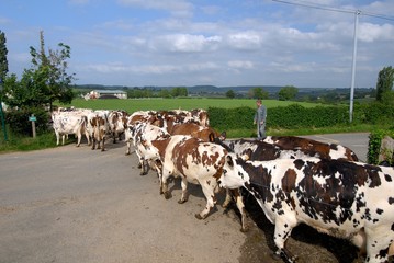 Troupeau de vaches normande rejoignant la salle de traite