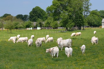Obraz premium Vaches et veaux charolais au paturage, veau sous la mère