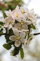 Obraz premium Branch of a blossoming apple tree in a spring garden.