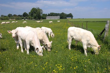 Fototapeta premium Vaches et veaux charolais au paturage, veau sous la mère