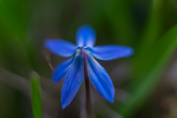Siberian squill - a species of perennial belonging to the asparagus family.