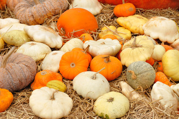 Pumpkin vegetables