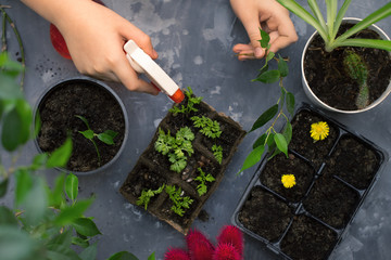 The hands of the agronomist are busy caring for plants, planting, watering and preparing for transplanting seedlings.