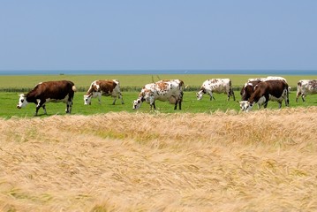 Fototapeta na wymiar Troupeau de vaches normandes au pré en bord de mer