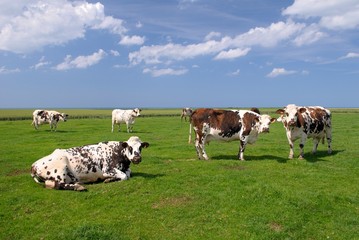 Troupeau de vaches normandes au pré