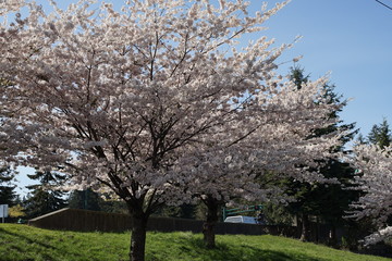 Fototapeta premium Spring to action for 2020