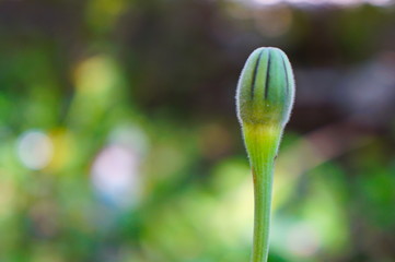 close up of a flower