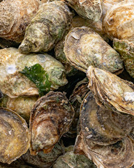 oysters