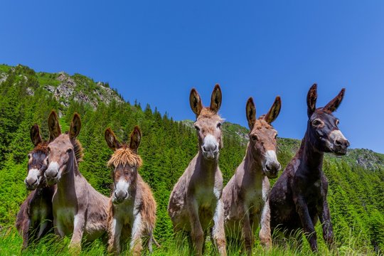 Low Angle View Of Donkeys Against Green Mountains