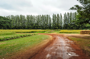 Fototapeta na wymiar Landscape road trees