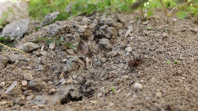 animal, wild, green, leaf, scary, eye, arachnophobia, ant, formicidae, phobia, threat, art, black, tarantula, working, stress, insect, spider, ants, attack, home, fear, row, group, small, view, house,