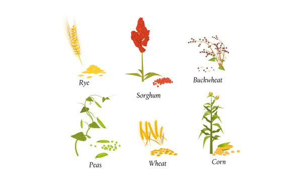 Hand drawn different types of cultivated cereals for harvesting