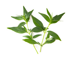 Kariyat or Andrographis paniculata  green leaves isolated on a white background