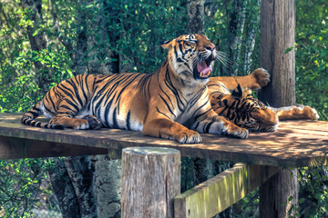 Fototapeta na wymiar Male and female Sumatran tigers, relaxing together in their zoo enclosure
