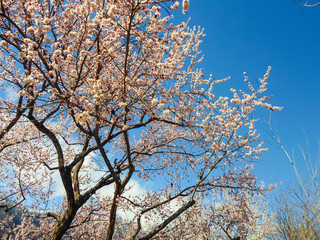 beautiful white flowers on an apricot tree. spring flowering apricot tree in the garden against a blue sky