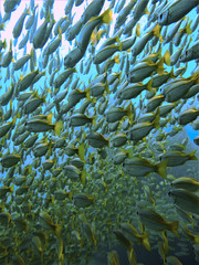 Fototapeta na wymiar school of tropical fish 