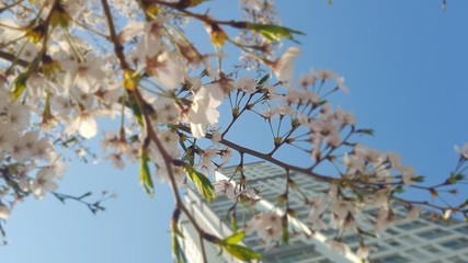 spring tree branches