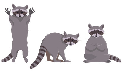 Fototapeta na wymiar Raccoon in different poses. Cute animal in cartoon style.