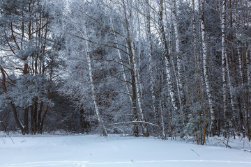 Winter pine forest under white snow. Landscape