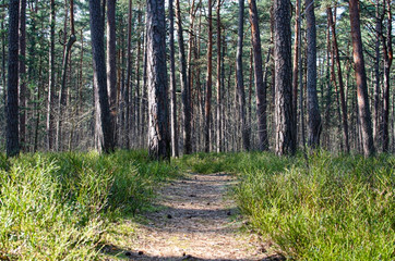 Path between pine trees. Coniferous forest in Latvia. Walking trail.