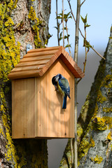 Nichoir mésange bleue